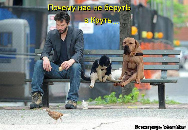 Почему нас не берутЬ в Круть ...... Котоматрица: Почему нас не берутЬ в Круть ...