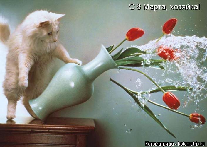 С 8 Марта, хозяйка!... Котоматрица: С 8 Марта, хозяйка!