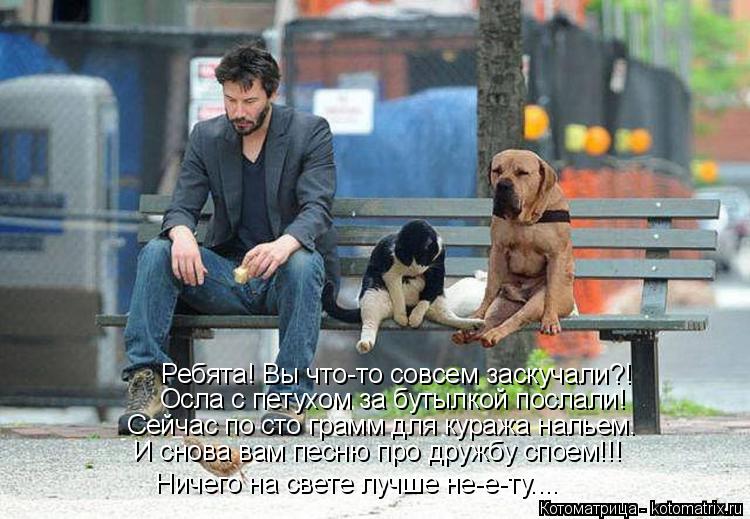 Котоматрица: Ребята! Вы что-то совсем заскучали?! Осла с петухом за бутылкой послали! Сейчас по сто грамм для куража нальем. И снова вам песню про дружбу с
