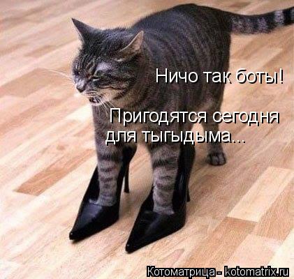 Котоматрица: Ничо так боты! Пригодятся сегодня для тыгыдыма...
