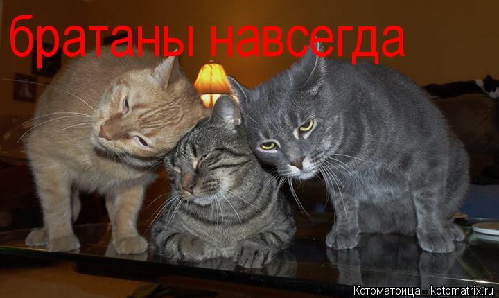братаны навсегда... Котоматрица: братаны навсегда