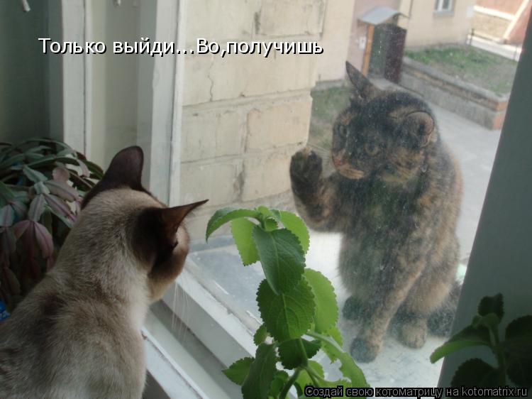 Только выйди...Во,получишь... Котоматрица: Только выйди...Во,получишь
