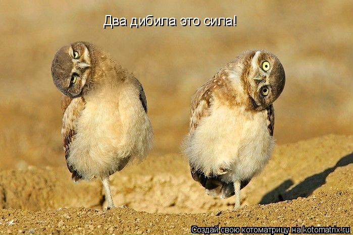 Два дибила это сила!... Котоматрица: Два дибила это сила!