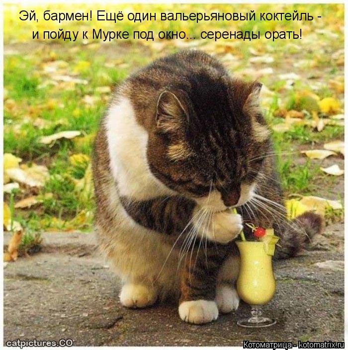 Эй, бармен! Ещё один вальерьяновый коктейль - и пойду к Мурке под окно... серенады орать!... Котоматрица: Эй, бармен! Ещё один вальерьяновый коктейль - и пойду к Мурке под окно... серенады орать!