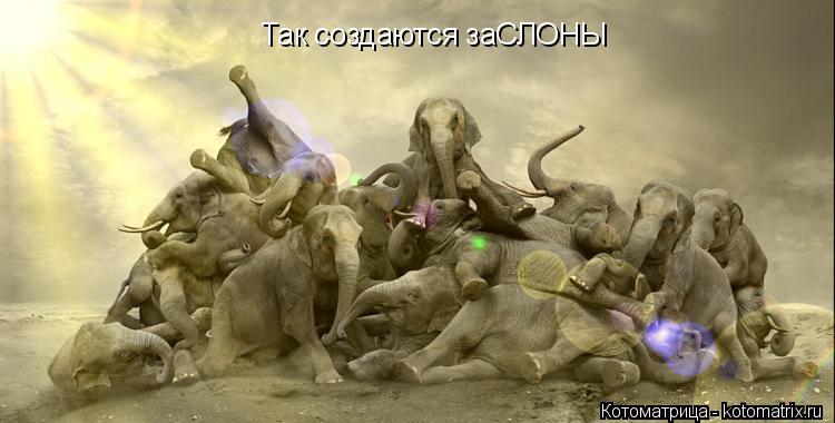 Котоматрица: Так создаются заСЛОНЫ