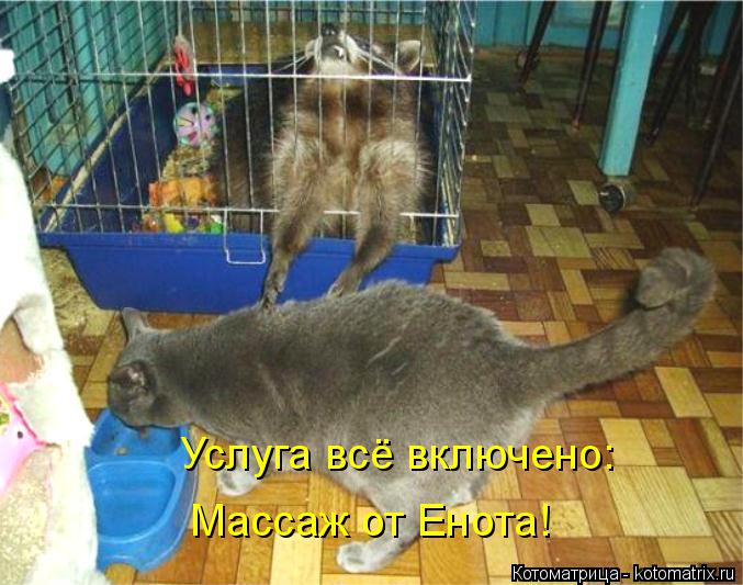 Котоматрица: Услуга всё включено: Массаж от Енота!