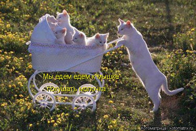 Мы едем едем к мышке покушать молочка... Котоматрица: Мы едем едем к мышке покушать молочка
