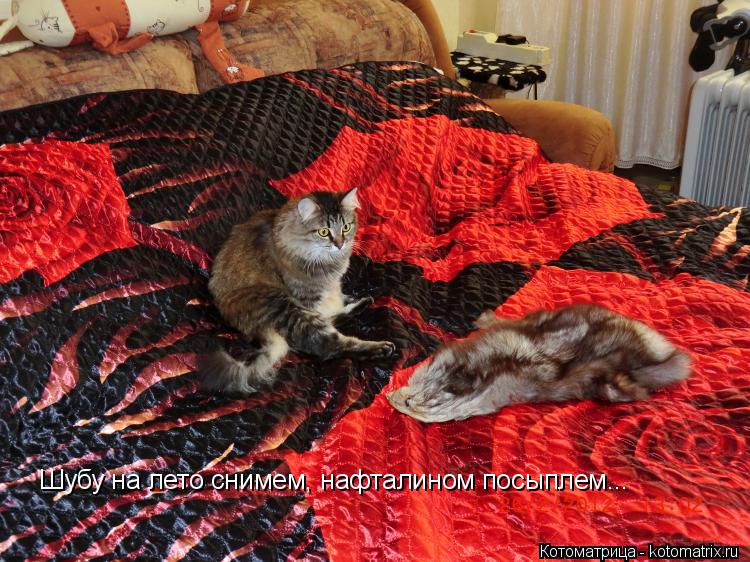 Шубу на лето снимем, нафталином посыплем...... Котоматрица: Шубу на лето снимем, нафталином посыплем...