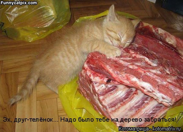 Эх, друг-телёнок... Надо было тебе на дерево забраться!... Котоматрица: Эх, друг-телёнок... Надо было тебе на дерево забраться!