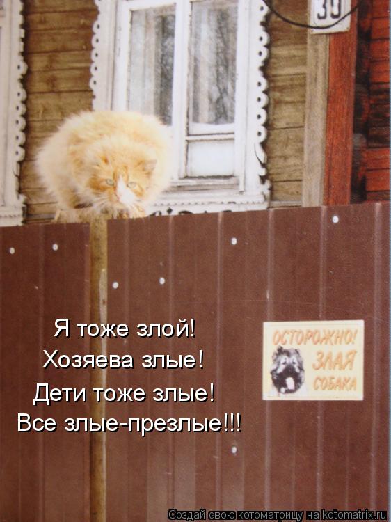 Я тоже злой! Хозяева злые! Дети тоже злые! Все злые-презлые!!!... Котоматрица: Я тоже злой! Хозяева злые! Дети тоже злые! Все злые-презлые!!!