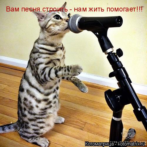 Вам песня строить - нам жить помогает!!!... Котоматрица: Вам песня строить - нам жить помогает!!!