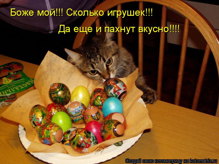 Боже мой!!! Сколько игрушек!!! Да еще и пахнут вкусно!!!!... Котоматрица: Боже мой!!! Сколько игрушек!!! Да еще и пахнут вкусно!!!!