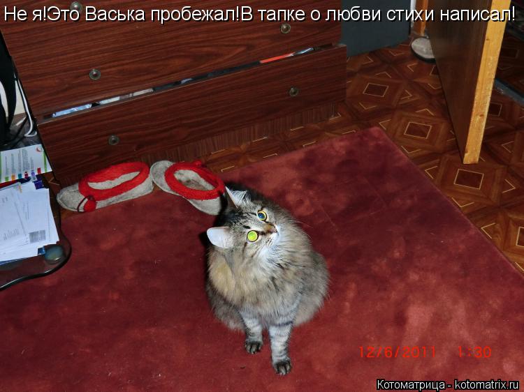 Котоматрица: Не я!Это Васька пробежал!В тапке о любви стихи написал!