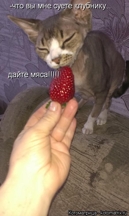 -что вы мне суете клубнику... дайте мяса!!!!!... Котоматрица: -что вы мне суете клубнику... дайте мяса!!!!!