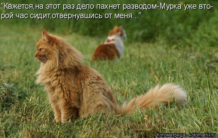 "Кажется,на этот раз дело пахнет разводом-Мурка уже вто- рой час сидит,отвернувшись от меня..."... Котоматрица: "Кажется,на этот раз дело пахнет разводом-Мурка уже вто- рой час сидит,отвернувшись от меня..."