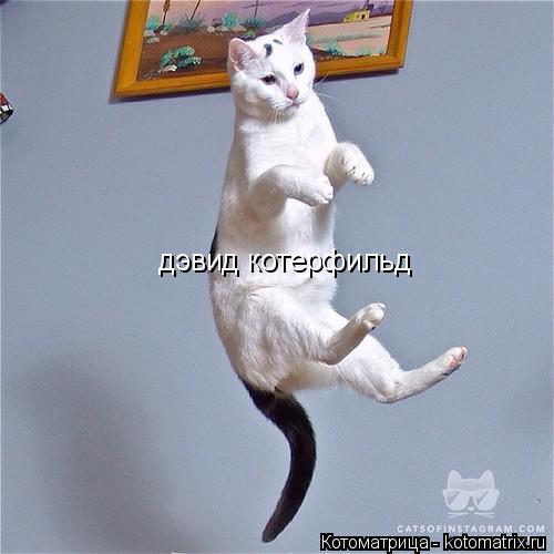 дэвид котерфильд... Котоматрица: дэвид котерфильд