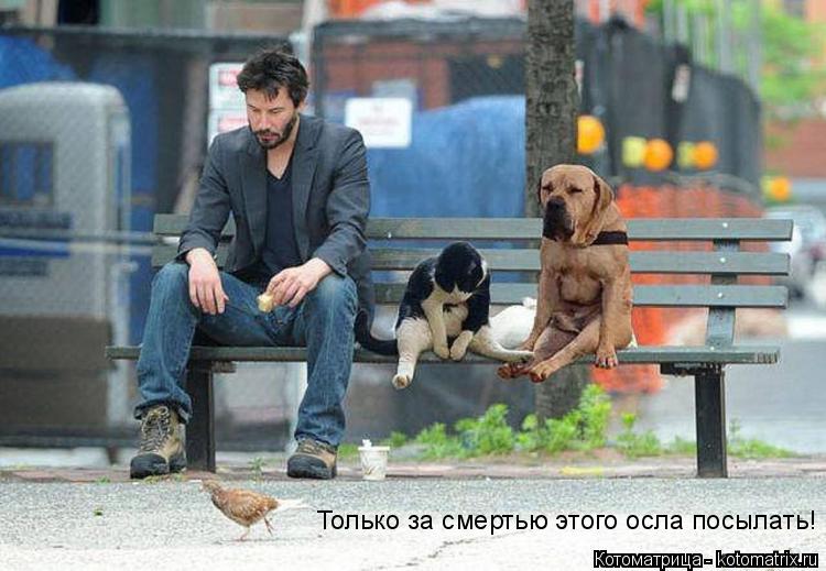 Котоматрица: Только за смертью этого осла посылать!