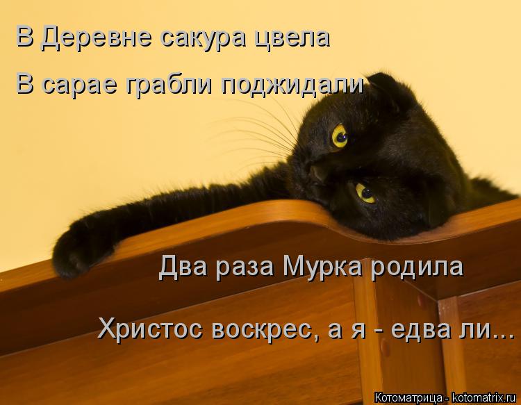 В Деревне сакура цвела В сарае грабли поджидали Два раза Мурка родила Христос воскрес, а я - едва ли.... Котоматрица: В Деревне сакура цвела В сарае грабли поджидали Два раза Мурка родила Христос воскрес, а я - едва ли...
