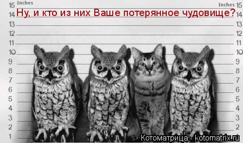 Ну, и кто из них Ваше потерянное чудовище?... Котоматрица: Ну, и кто из них Ваше потерянное чудовище?