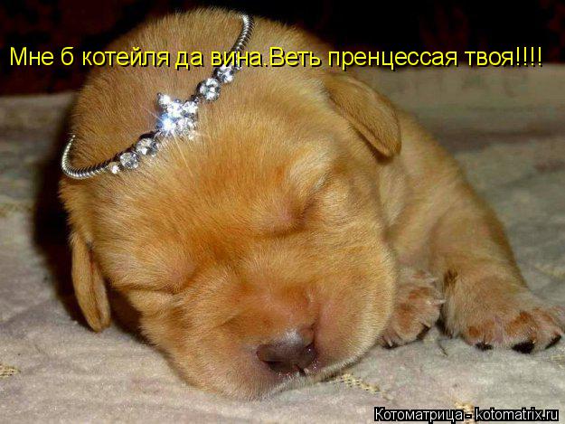 Мне б котейля да вина. Мне б котейля да вина.Веть пренцессая твоя!!!!... Котоматрица: Мне б котейля да вина. Мне б котейля да вина.Веть пренцессая твоя!!!!