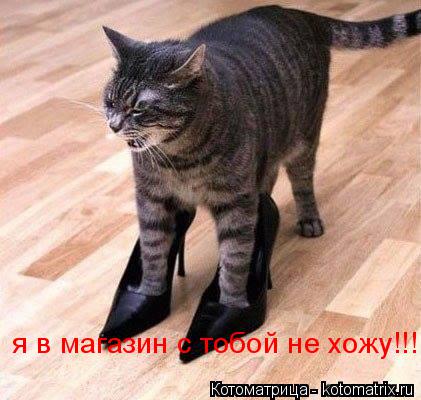 я в магазин стобой я в магазин с тобой не хожу!!!... Котоматрица: я в магазин стобой я в магазин с тобой не хожу!!!