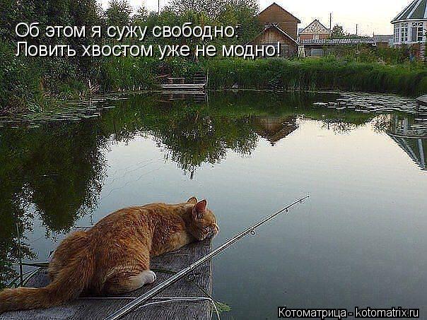 Об этом я сужу свободно: Ловить хвостом уже не модно!... Котоматрица: Об этом я сужу свободно: Ловить хвостом уже не модно!