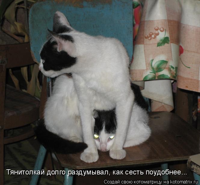 Тянитолкай долго раздумывал, как сесть поудобнее...... Котоматрица: Тянитолкай долго раздумывал, как сесть поудобнее...