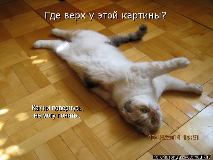 Где верх у этой картины? Как ни повернусь, не могу понять...... Котоматрица: Где верх у этой картины? Как ни повернусь, не могу понять...