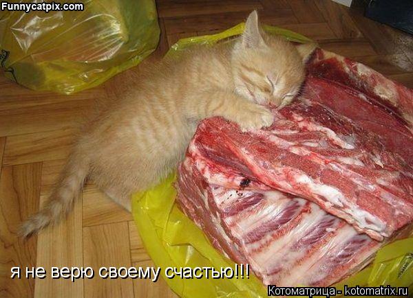 я не верю своему счастью!!! я не верю своему счастью!!!... Котоматрица: я не верю своему счастью!!! я не верю своему счастью!!!