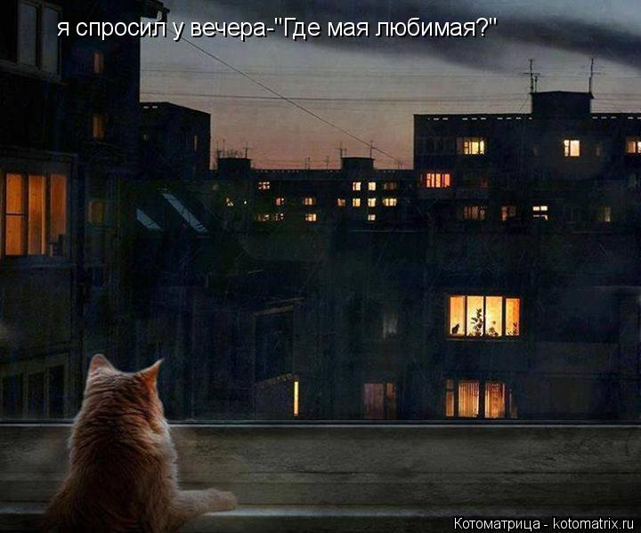 я спросил у вечера-"Где мая любимая?"... Котоматрица: я спросил у вечера-"Где мая любимая?"