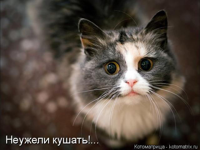 Неужели кушать!...... Котоматрица: Неужели кушать!...