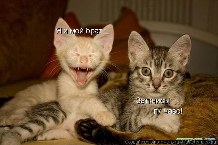 Я и мой брат... Заткнись! п7 чаво!... Котоматрица: Я и мой брат... Заткнись! п7 чаво!
