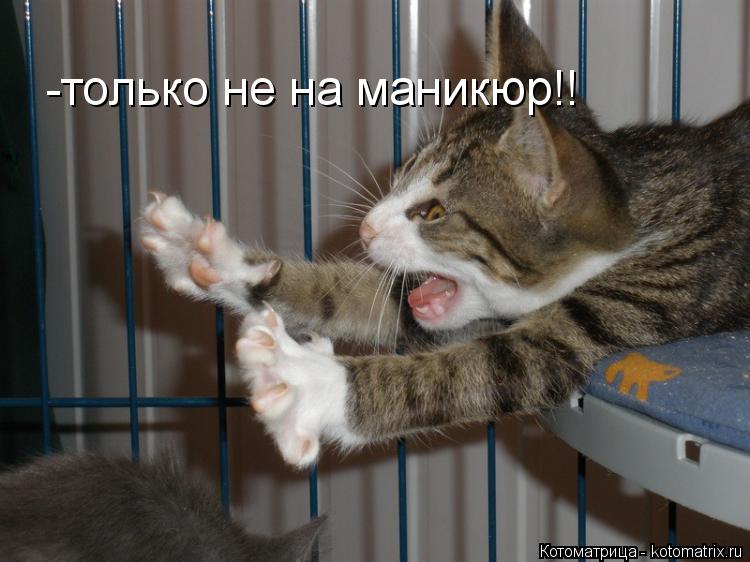 -только не на маникюр!!... Котоматрица: -только не на маникюр!!