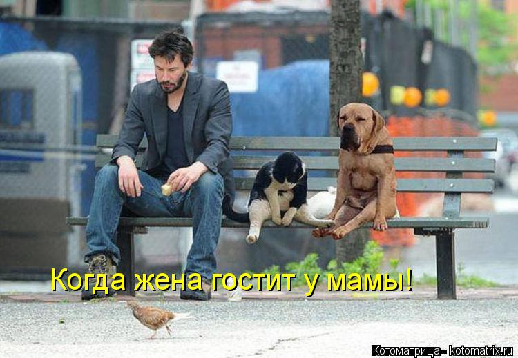 Котоматрица: Когда жена гостит у мамы!