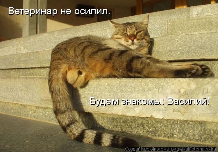 Ветеринар не осилил. Будем знакомы: Василий!... Котоматрица: Ветеринар не осилил. Будем знакомы: Василий!