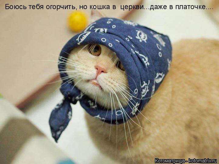 Боюсь тебя огорчить, но кошка в церкви...даже в платочке....... Котоматрица: Боюсь тебя огорчить, но кошка в церкви...даже в платочке....