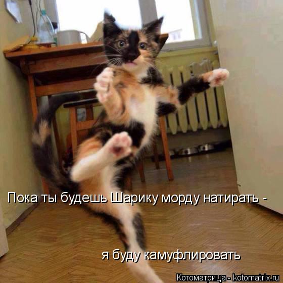 я буду камуфлировать Пока ты будешь Шарику морду натирать -... Котоматрица: я буду камуфлировать Пока ты будешь Шарику морду натирать -