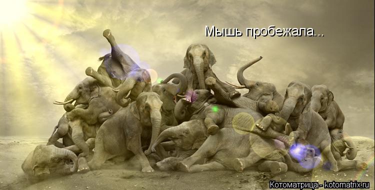 Мышь пробежала...... Котоматрица: Мышь пробежала...