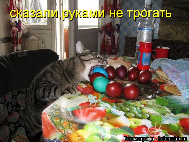 сказали,руками не трогать... Котоматрица: сказали,руками не трогать