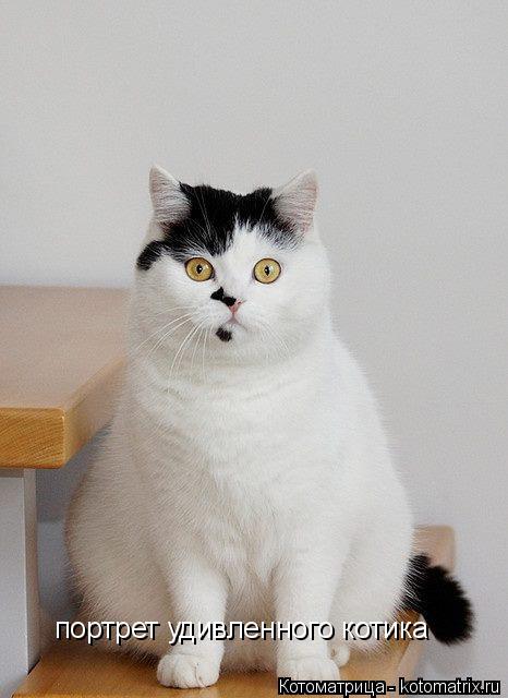 портрет удивленного котика... Котоматрица: портрет удивленного котика