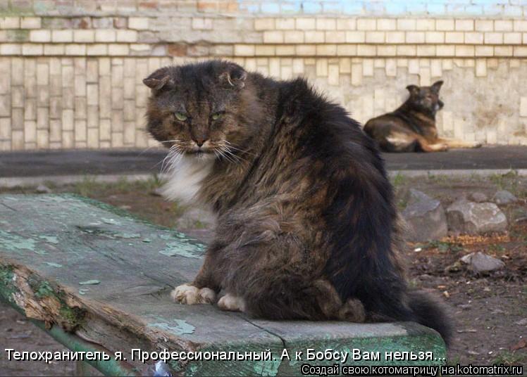 Телохранитель я. Профессиональный. А к Бобсу Вам нельзя...... Котоматрица: Телохранитель я. Профессиональный. А к Бобсу Вам нельзя...