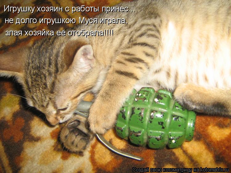 Игрушку хозяин с работы принес... не долго игрушкою Муся играла, злая хозяйка её отобрала!!!!... Котоматрица: Игрушку хозяин с работы принес... не долго игрушкою Муся играла, злая хозяйка её отобрала!!!!