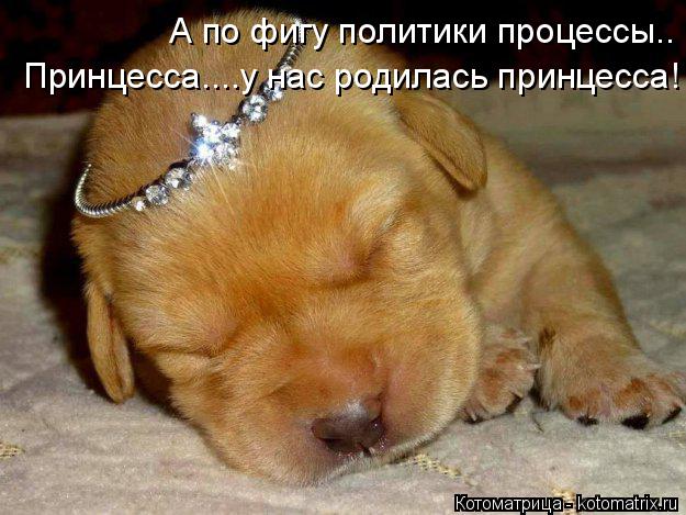 А по фигу политики процессы.. Принцесса....у нас родилась принцесса!... Котоматрица: А по фигу политики процессы.. Принцесса....у нас родилась принцесса!