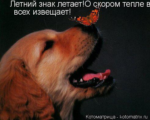 Котоматрица: Летний знак летает!О скором тепле всех извещает!  всех извещает!