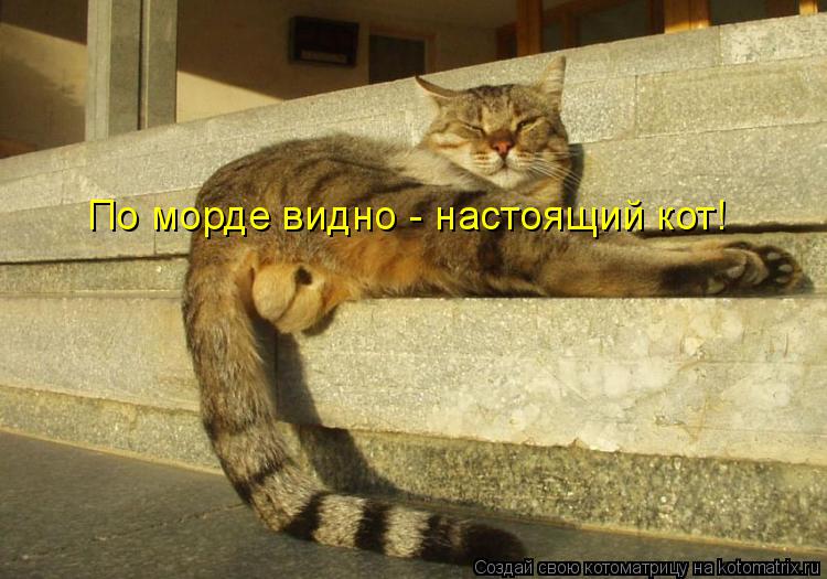 Котоматрица: По морде видно - настоящий кот!