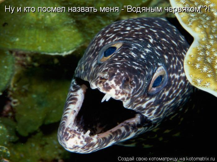 Котоматрица: Ну и кто посмел назвать меня -"Водяным червяком"?!