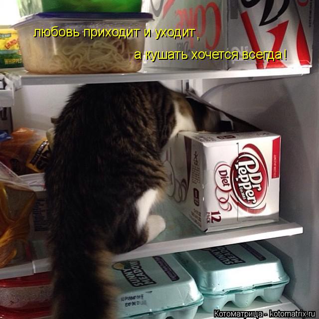 любовь приходит и уходит , а кушать хочется всегда !... Котоматрица: любовь приходит и уходит , а кушать хочется всегда !