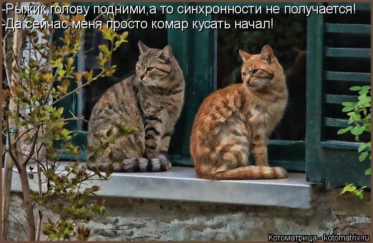 -Рыжик,голову подними,а то синхронности не получается! -Да сейчас,меня просто комар кусать начал!... Котоматрица: -Рыжик,голову подними,а то синхронности не получается! -Да сейчас,меня просто комар кусать начал!