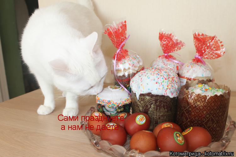 Сами празднуете а нам не даёте... Котоматрица: Сами празднуете а нам не даёте