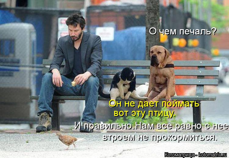 О чем печаль? Он не дает поймать вот эту птицу. И правильно.Нам все равно с нее втроем не прокорми... Котоматрица: О чем печаль? Он не дает поймать вот эту птицу. И правильно.Нам все равно с нее втроем не прокормиться.